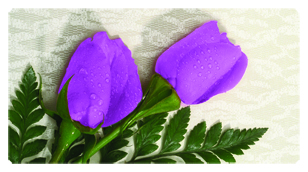 DSC700 052 2 Roses Lavender